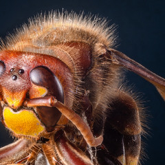 Портрет комахи