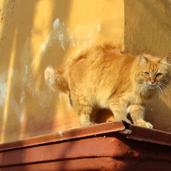 Солнечный кот