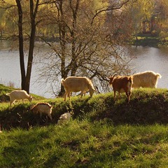 Весенний выпас коз