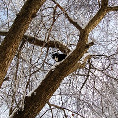 Сидящий на дереве