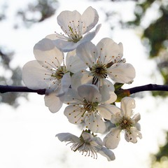 Цветение вишни