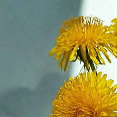 Кульбабковий натюрморт