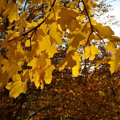 Осень люблю, осень золотая
