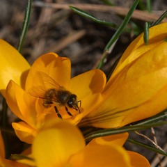 Крокус и пчела. Весенние хроники