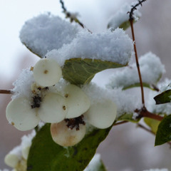 Снежные ягоды