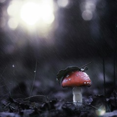 Дождь грибной
