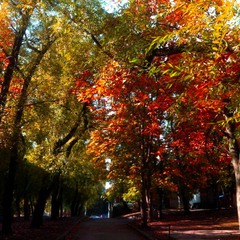 Краса Осені