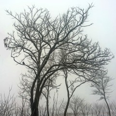 Ворона в тумані