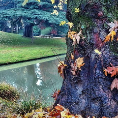 Ще про осінь..