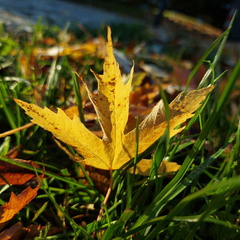 Осінь не відпускає..