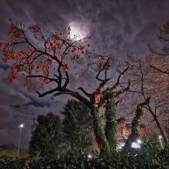 Вечірня замальовка з каками..