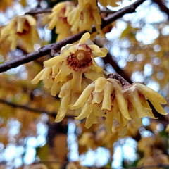 Запашні квіти зими