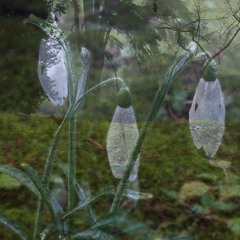 Туманні натяки Весни..