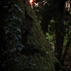 Вартовий прийдешньої ночі.