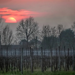 Виноградний сон