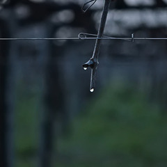 Сльози весняного пробудження