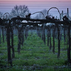 Сльози весняного передчуття