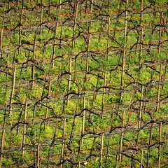 Геометрія винного гобелена: весняні рядки Соаве