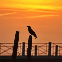 Вартовий згасаючого дня