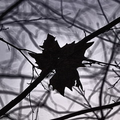 Завмер на гілочці листок