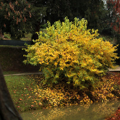 Тихий шепіт осені в старому парку