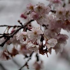 Сакура, що кидає виклик холоду