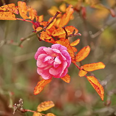 В золотих обіймах осені