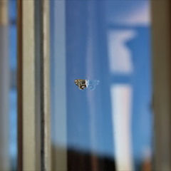 Віконний мандрівник