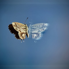 Подвійний світ метелика