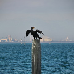 Повелитель моря