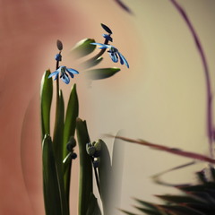 Подих Весни..