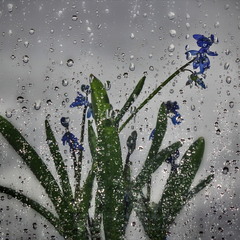 Останній дощ..?