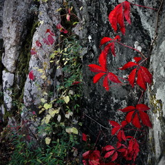 Червоний візерунок Осені