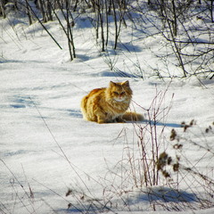 Рудий котик на снігу)
