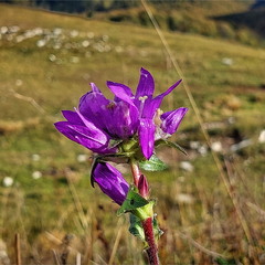 Гірська квітка