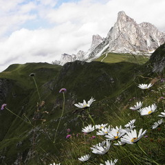 Квіти гір