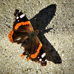 Метелик і його тінь
