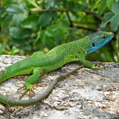 Ящірка зелена (Lacerta viridis)