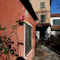 Троянда під зимовим сонцем на фоні стіни, що чекає догляду..)