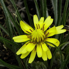 Яскрава радість - жовта квітка