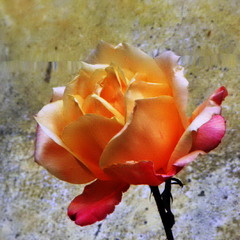 Tроянда