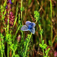 Блакитний метелик