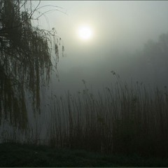 Утро, туман