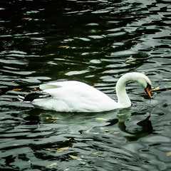 White swan on the pond