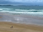 A walk with the dog