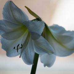 Білі амариліси, ніжності квіти