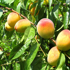 " Поспели персики в саду у дяди Вани ...