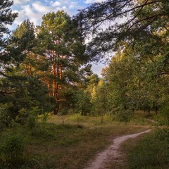 Стежка вздовж сосен