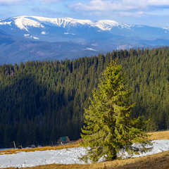 Самотня на полонині