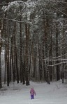 Зима. Ліс. Січень 2022